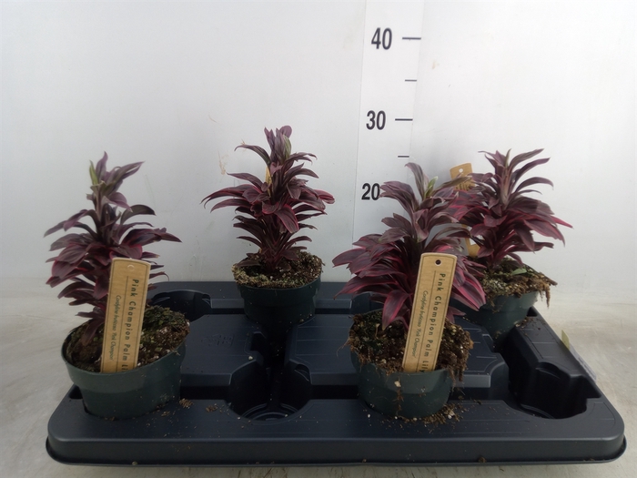 <h4>Cordyline fruti.   ...</h4>