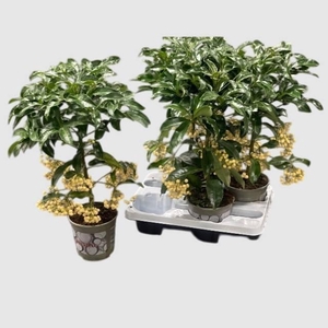 ARDISIA CRENATA WHITE