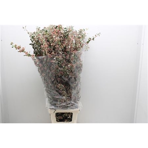 Cotoneaster Lang