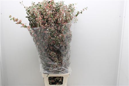 <h4>Cotoneaster Lang</h4>