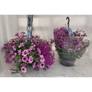 HANGING BASKETS