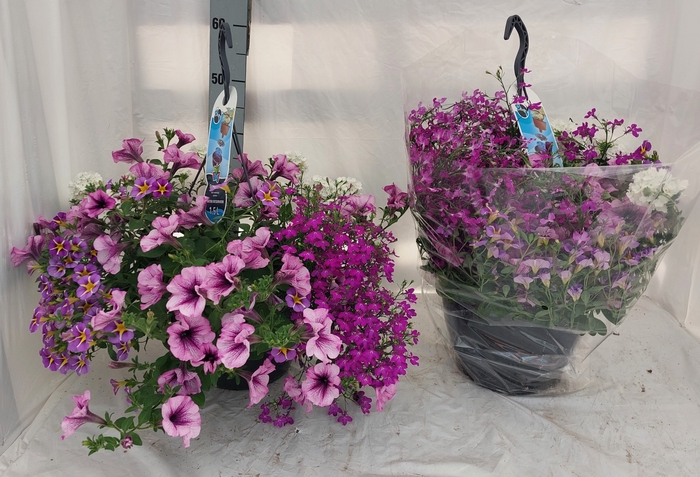 <h4>HANGING BASKETS</h4>