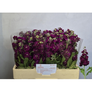 MATTH AIDA PURPLE