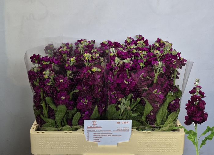 <h4>MATTH AIDA PURPLE</h4>
