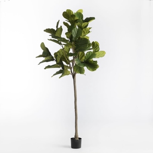 Af Ficus In Pot H180cm Green