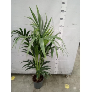 Howea forsteriana