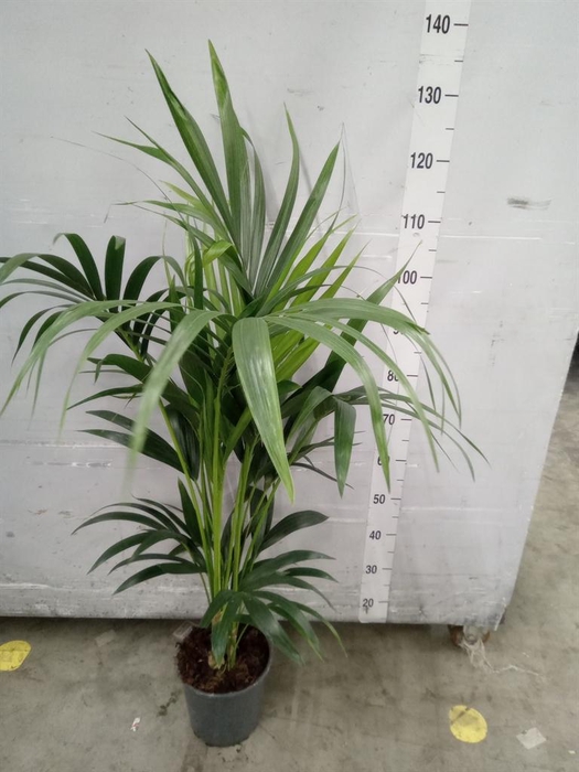 <h4>Howea forsteriana</h4>