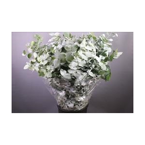 EUC. CINEREA 300GR PORTUGAL (BOX)