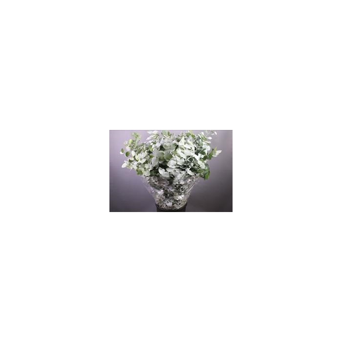 <h4>EUC. CINEREA 60 CM ZA</h4>