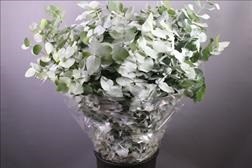 <h4>EUC. CINEREA 60 CM ZA</h4>