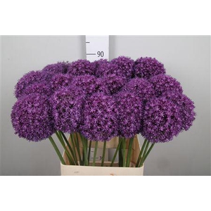 Allium Ambassador