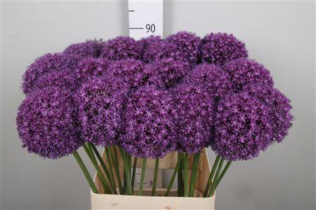 <h4>Allium Ambassador</h4>