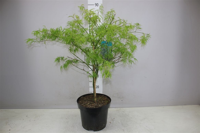<h4>Acer Pa Dissectum</h4>