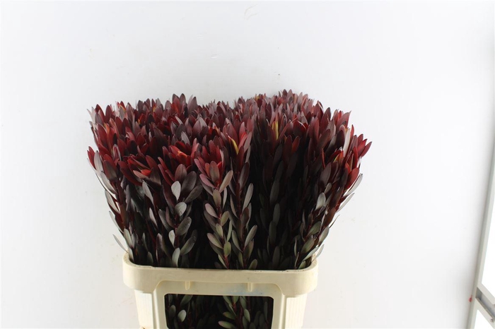 <h4>Leucad Saf Sunset Xl Dark Red</h4>