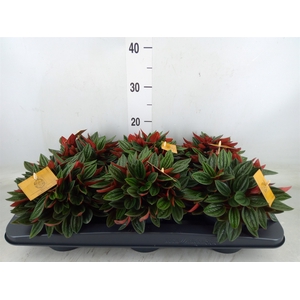 Peperomia caperata 'Rosso'