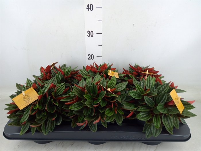 <h4>Peperomia caperata 'Rosso'</h4>