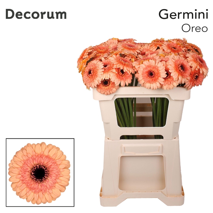 <h4>GE MI OREO Emmer X80</h4>