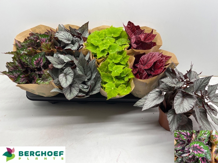 <h4>BEG BEL GEM</h4>