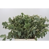 Pittosporum Ilan