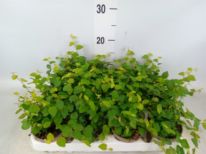 <h4>Ficus pumila 'Sunny Green'</h4>