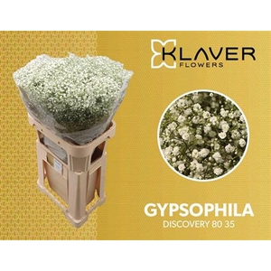 GYPS PA ZI DISCOVERY 80/35GR
