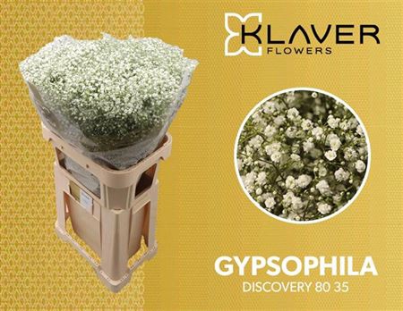 <h4>GYPS PA ZI DISCOVERY 80/35GR</h4>