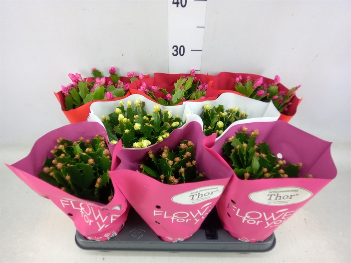 <h4>Schlumbergera   ...mix 3</h4>