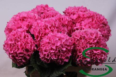 <h4>Hydrangea glowing alps</h4>
