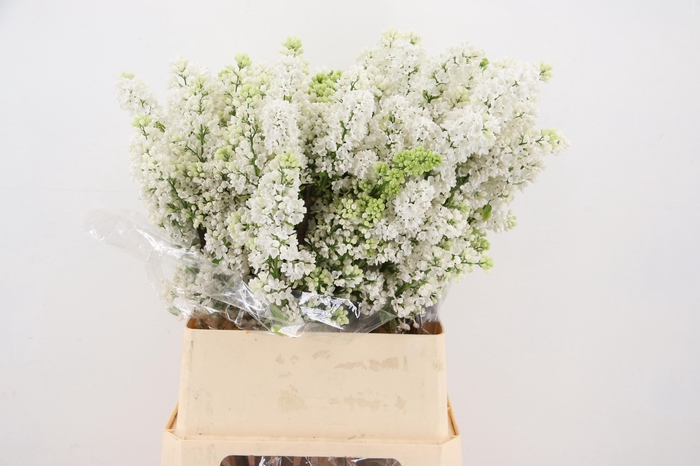 <h4>SYR V MME FL STEPMAN RIPE CUT 4+</h4>