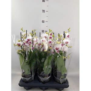 Phalaenopsis multi. 'FC Safe Haven'