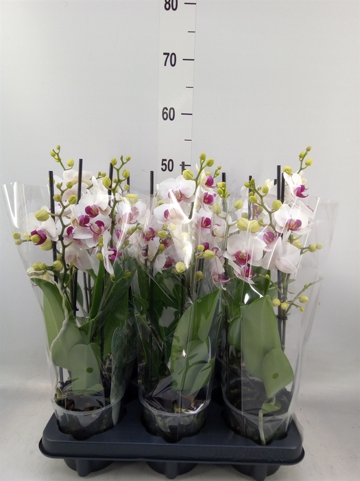 <h4>Phalaenopsis multi. 'FC Safe Haven'</h4>