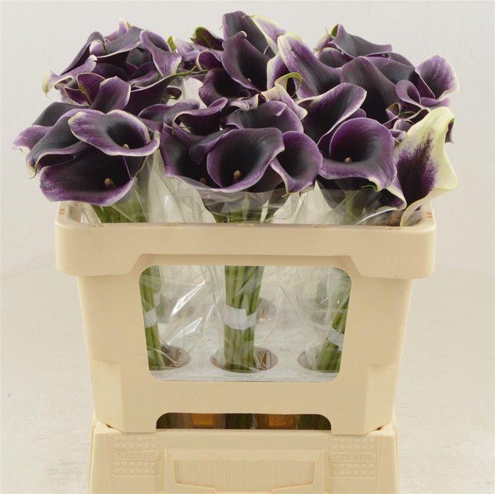 <h4>Calla Dubai Night</h4>