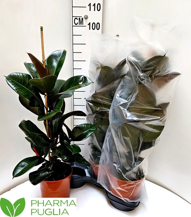 <h4>FIC EL ROBUSTA</h4>