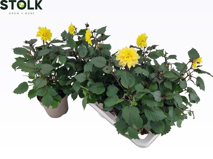 <h4>DAHL GARDEN DL G YEL</h4>