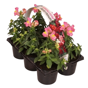 Antirrhinum majus roze 6p