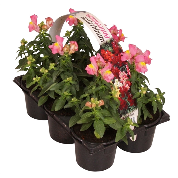 <h4>Antirrhinum majus roze 6p</h4>