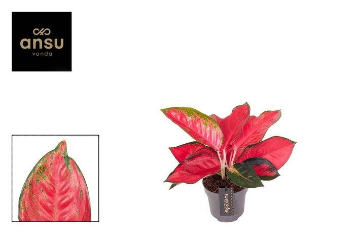 <h4>Aglaonema Chili Red</h4>
