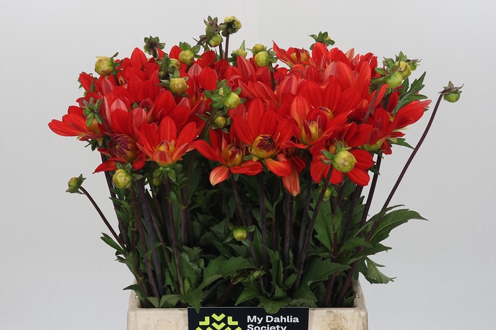 Dahlia Karma Fiesta