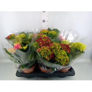 Hydrangea mac.   ...mix