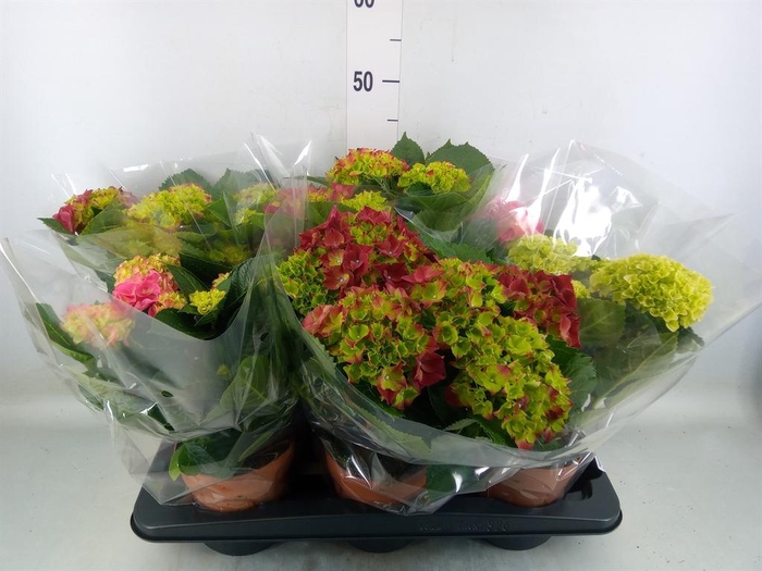 <h4>Hydrangea mac.   ...mix</h4>