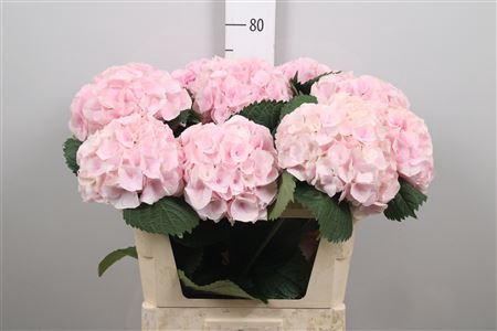 <h4>Hydr My Beautiful Pinktouch</h4>