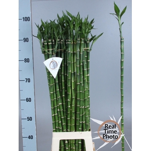 DRAC LUCKY BAMBOO