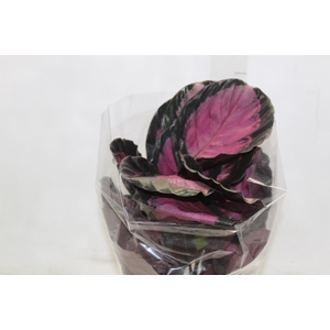 CALATHEA ROSEA PICTA CRIMSON P17