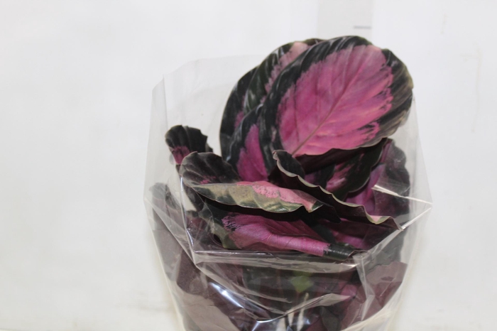 <h4>CALATHEA ROSEA PICTA CRIMSON P17</h4>