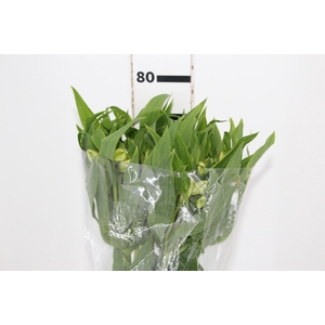 ALSTROEMERIA WHITNEY 080 CM