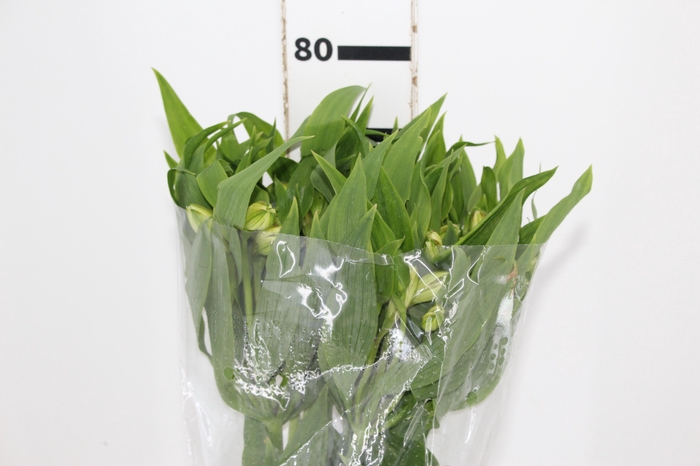 <h4>ALSTROEMERIA WHITNEY 080 CM</h4>