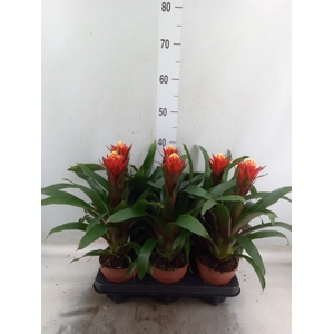 Guzmania  'Happyness'