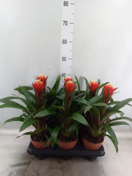 <h4>Guzmania  'Happyness'</h4>