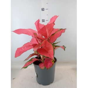 Aglaonema   ...