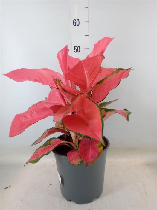 <h4>Aglaonema   ...</h4>